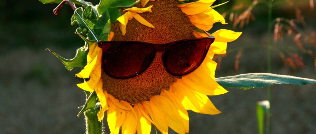 Sunflower wearing sunglasses | 10 brands of eco friendly sunglasses