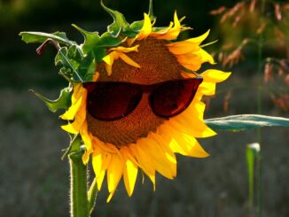 Sunflower wearing sunglasses | 10 brands of eco friendly sunglasses
