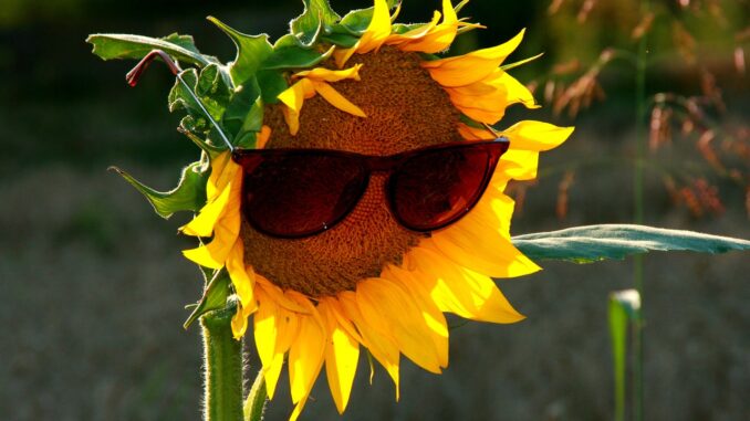 Sunflower wearing sunglasses | 10 brands of eco friendly sunglasses